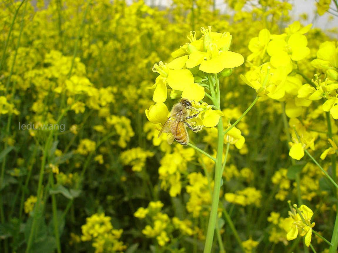 【油菜花开遍地金，蜂蝶起舞醉游人。】图4