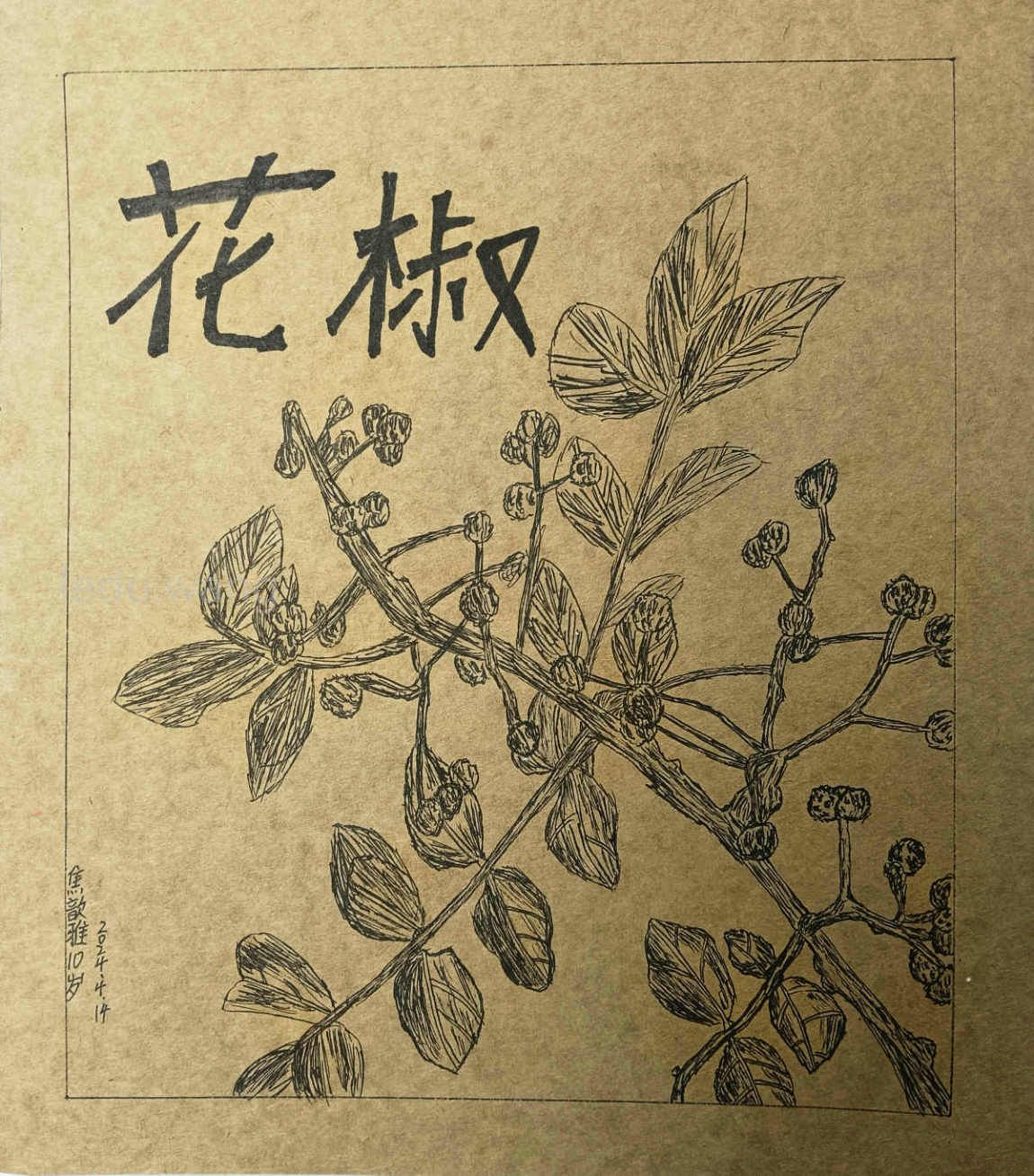 【滋味百种，唯有麻椒】图3