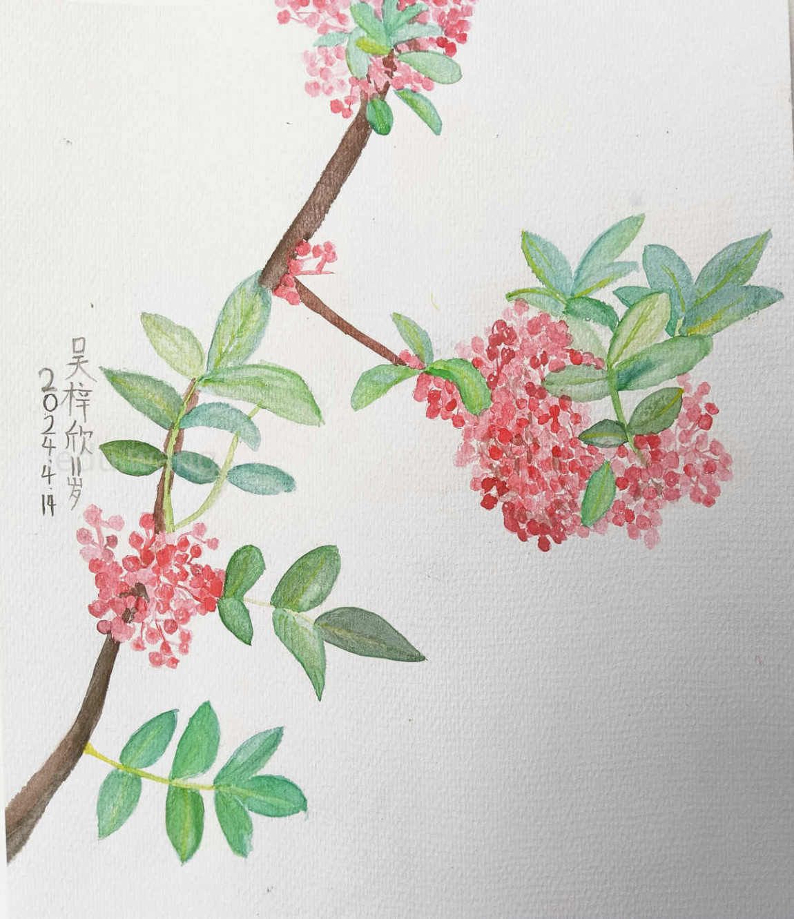 【滋味百种，唯有麻椒】图1