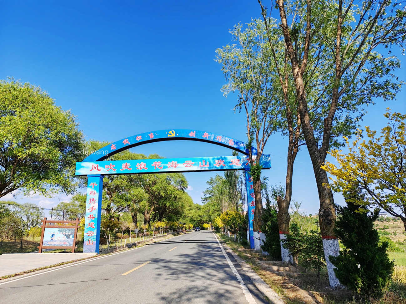 【云山镇风吹麦浪花海】图2