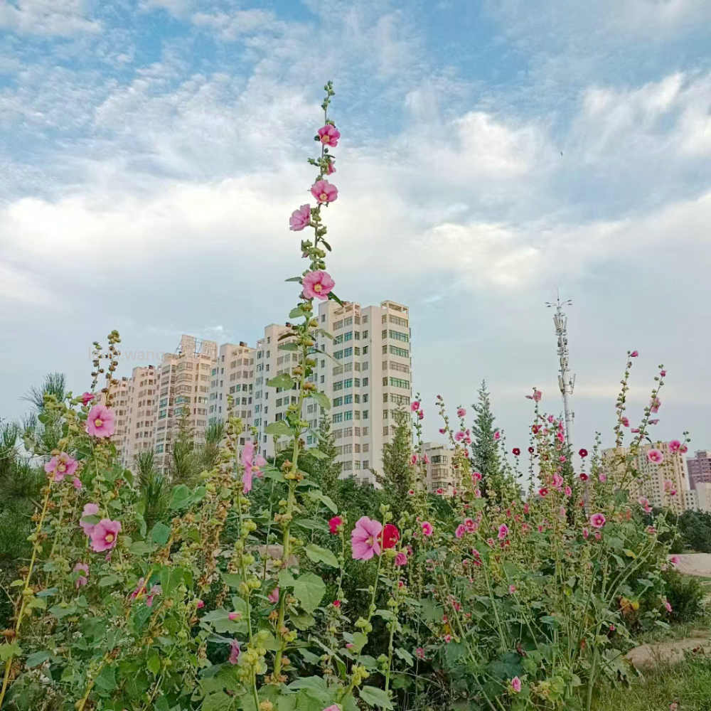 【七绝/苔花】图2