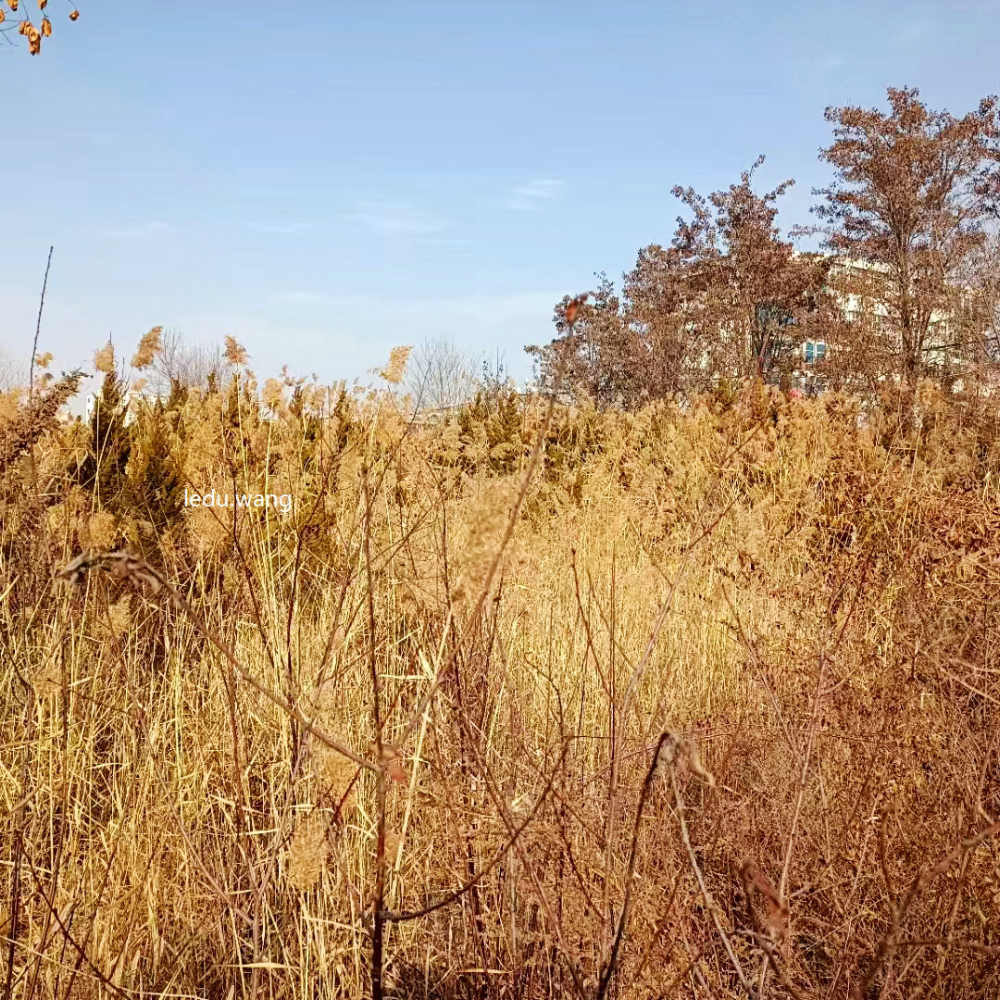 【秦安县葫芦河公园的冬景】图2