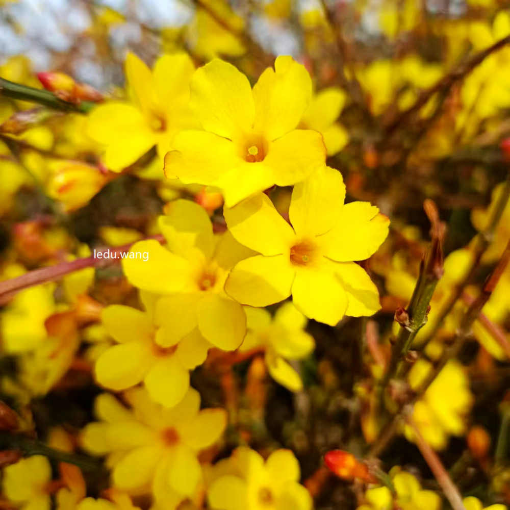 【迎春花开烂漫】图1