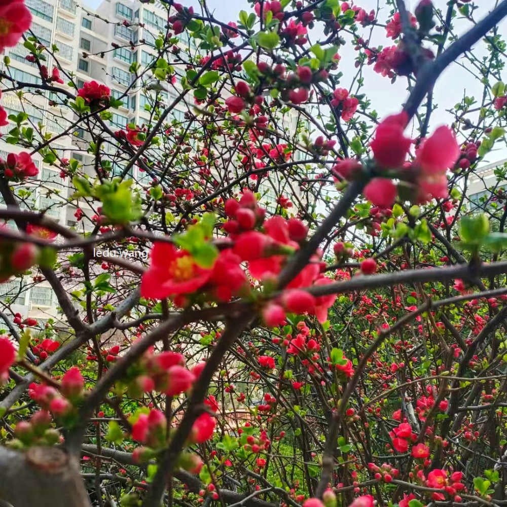 【陇上江南春气息 不亚南国花正浓】图1