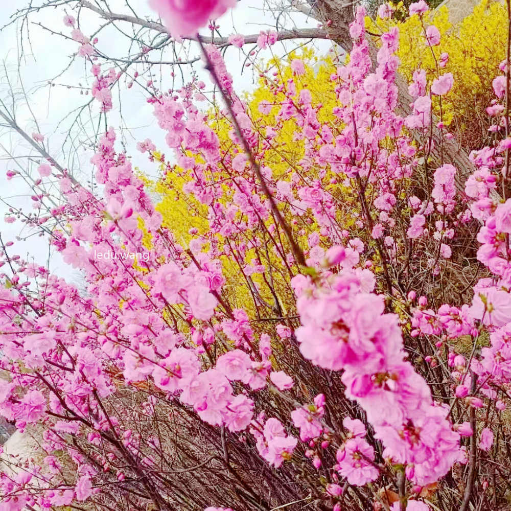 七绝/落红