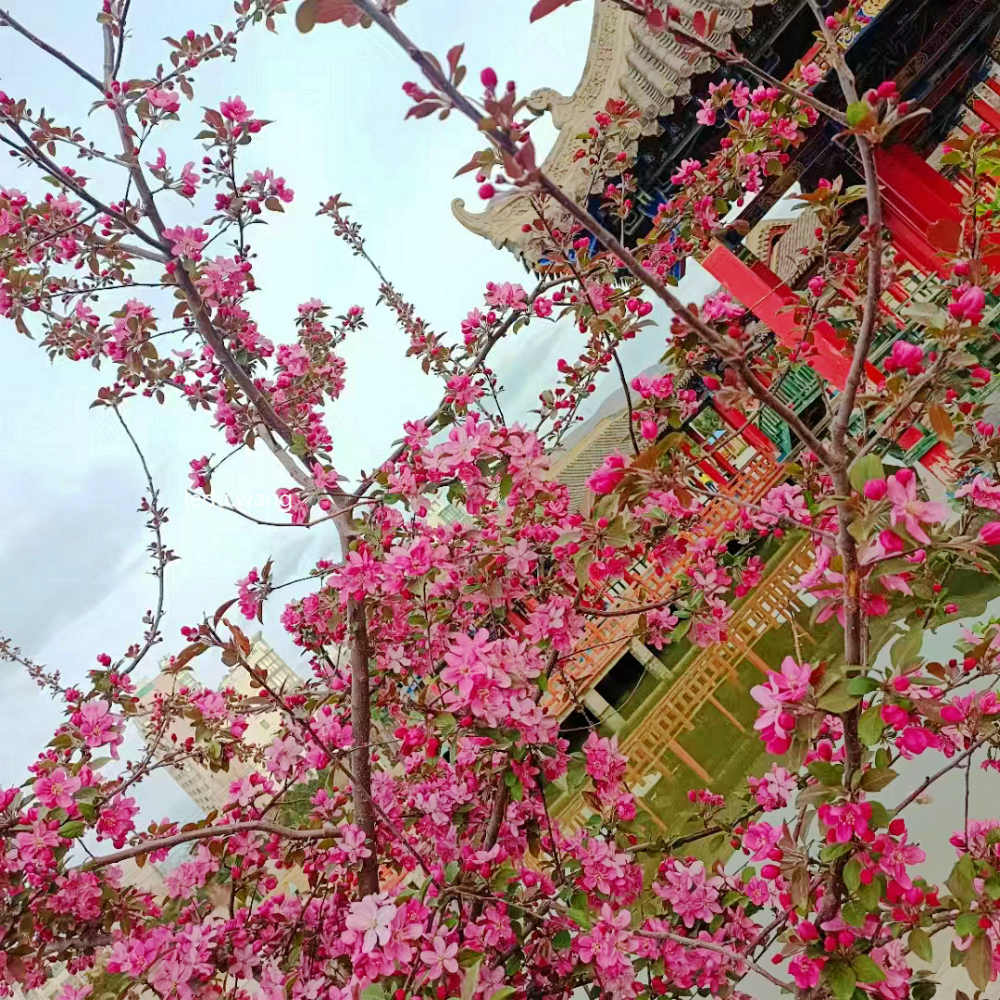 【小城春暖】图2
