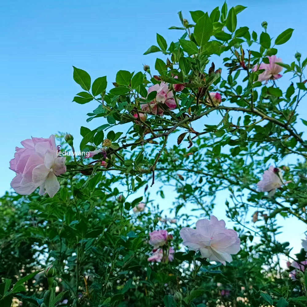 【次第花开】图2