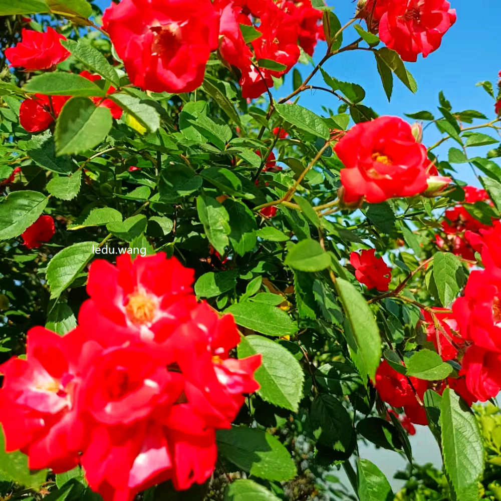 【葫芦河生态公园月季花开】图2