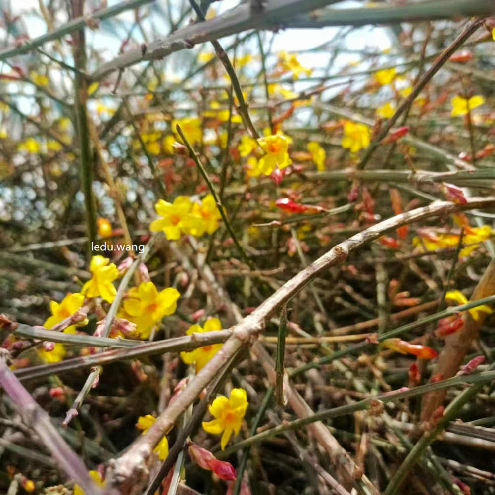 【迎春花开】图1