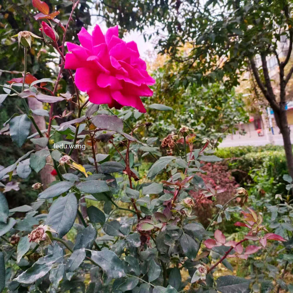 七律  读陶渊明