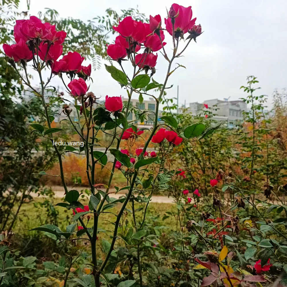 七绝  和x君示儿一首