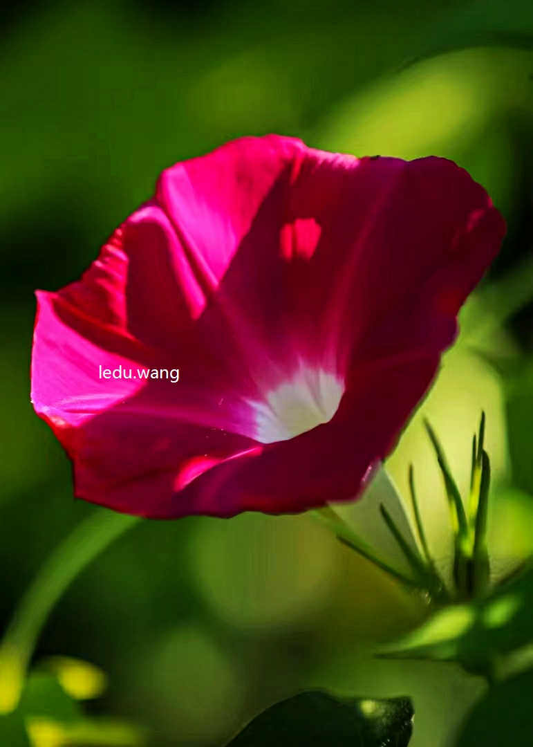 南国栋/花颂