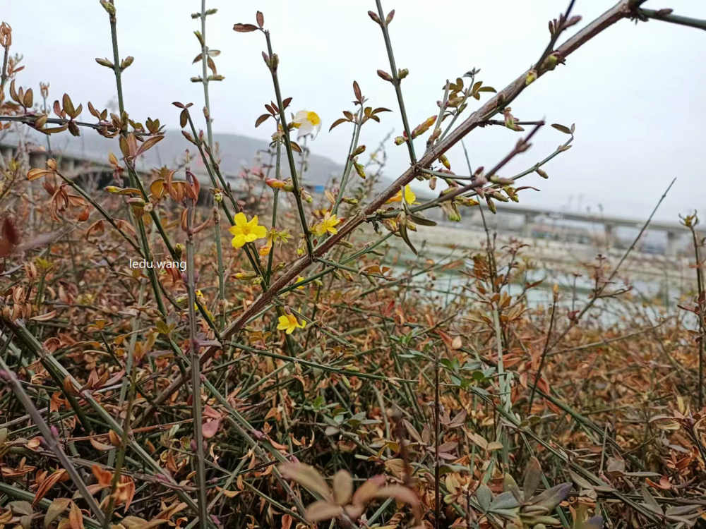 南国栋/迎春花