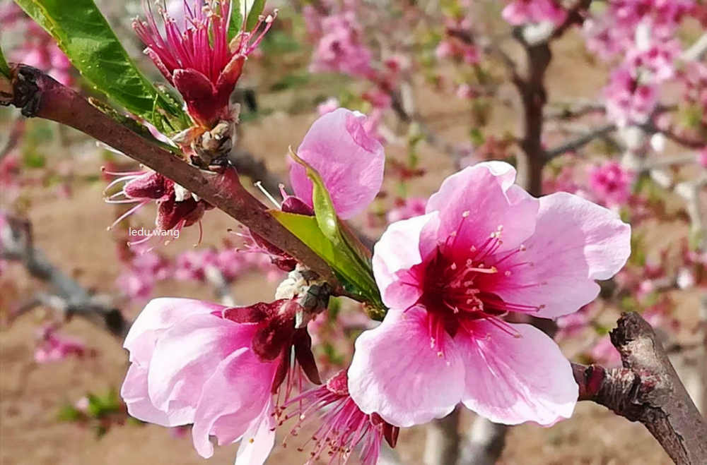 七律 桃花吟