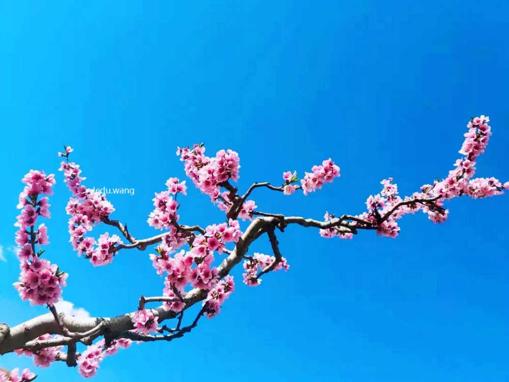 七律 桃花会吟