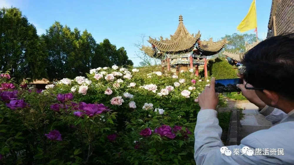 七律/仙岭牡丹会