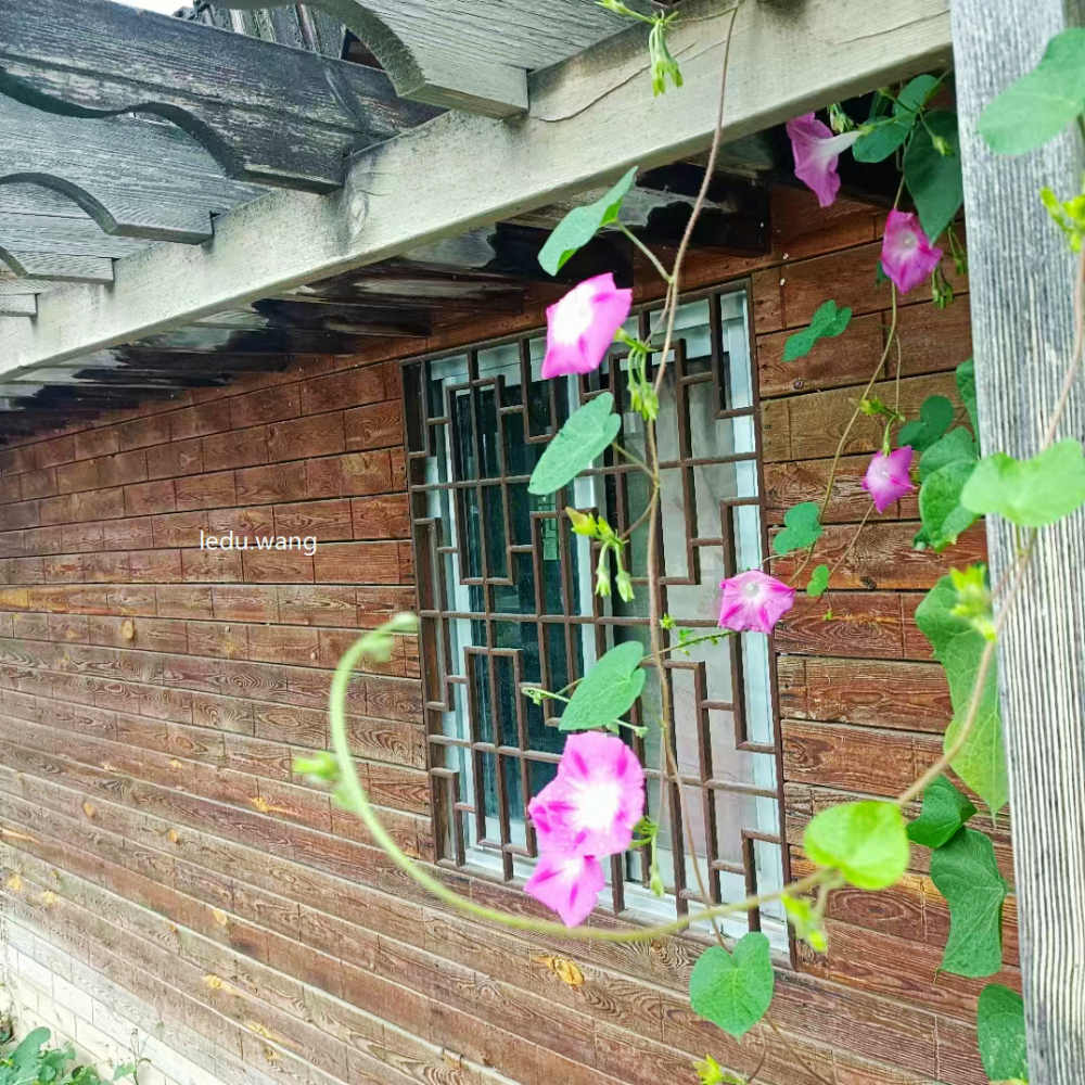 南国栋/九月的风