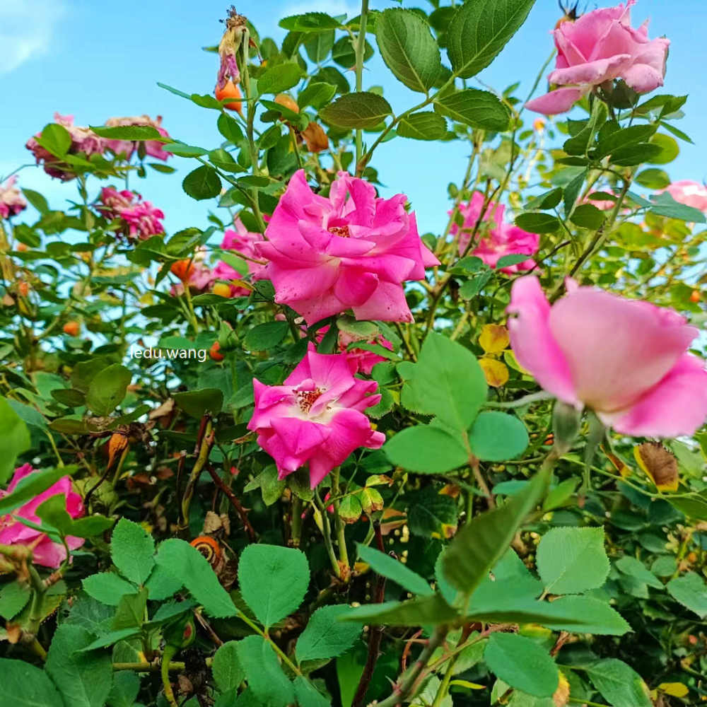 《园丁颂》序