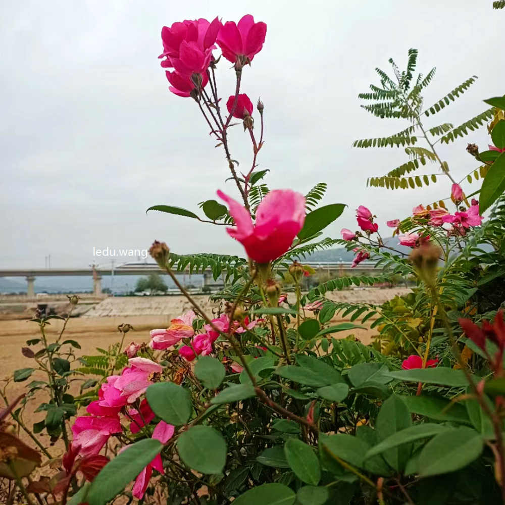 七律 九月月季花