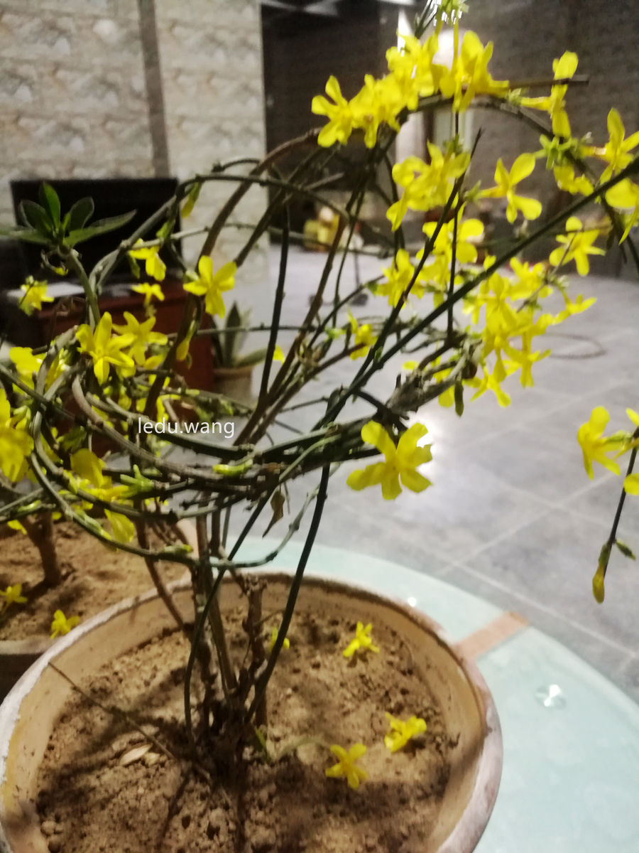 【盆栽的迎春花开了】图1
