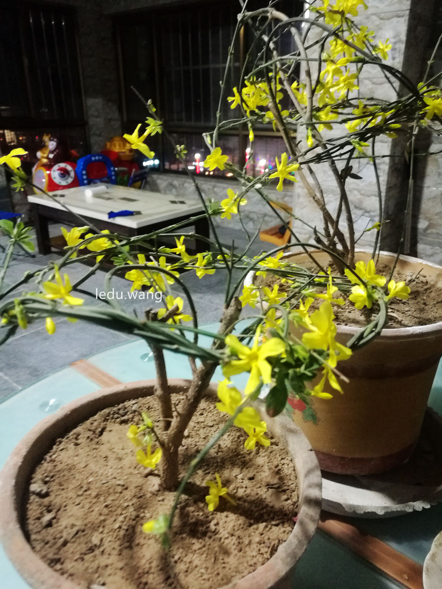 【盆栽的迎春花开了】图2