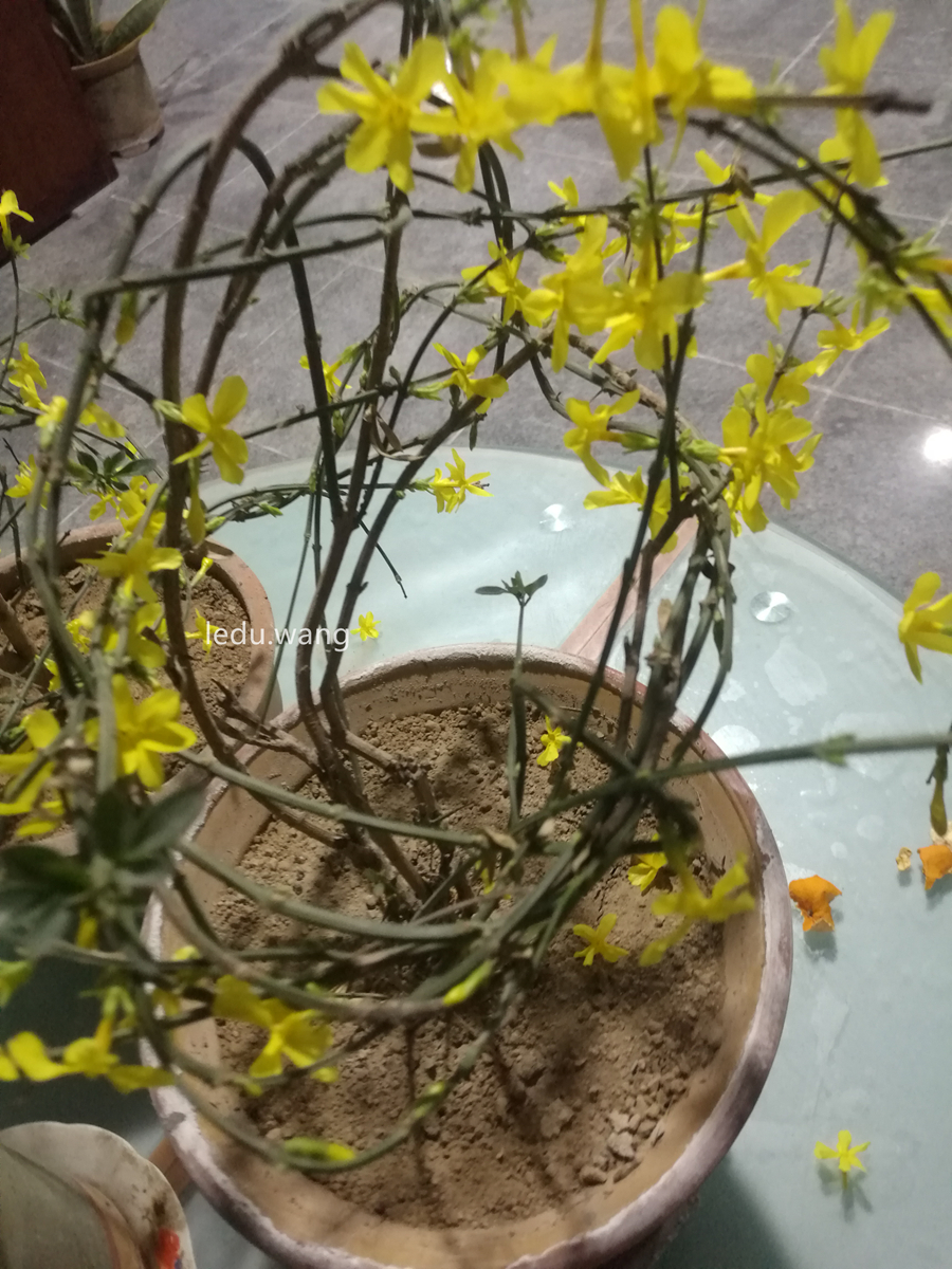 【盆栽的迎春花开了】图3