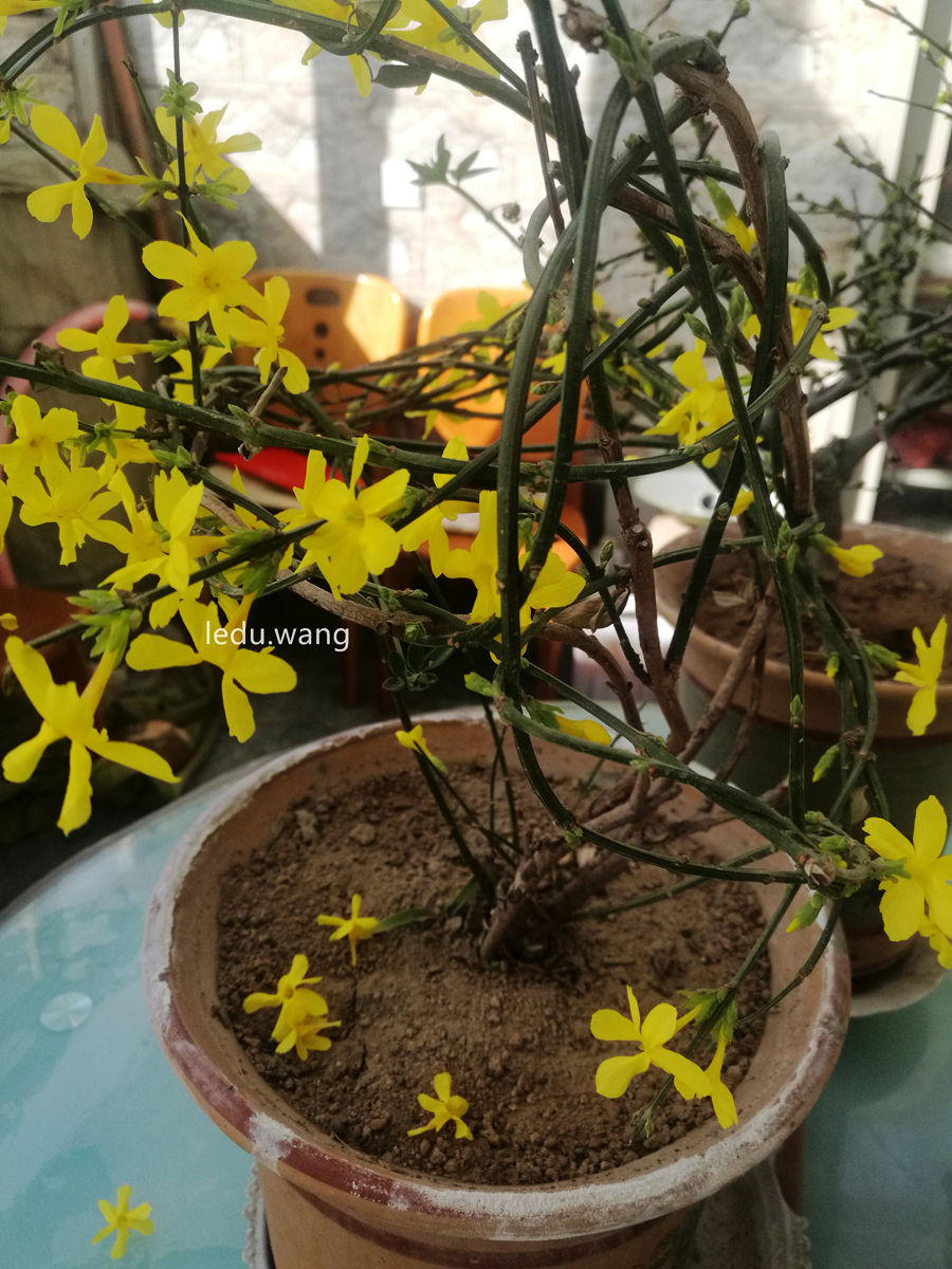 【盆栽的迎春花开了】图4